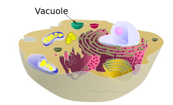 Vacuole Types