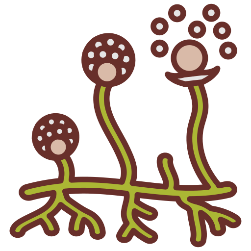 Difference between algae and fungi