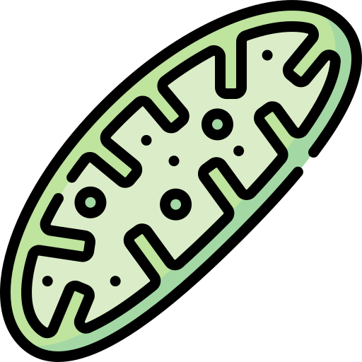Mitochondria
