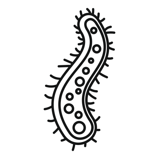 Endoplasmic reticulum